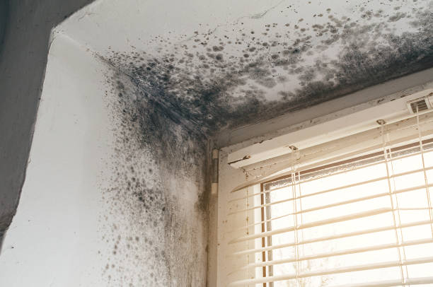 Trusted Attic Mold Removal service in Ridge, MD - Cheap Mold Removal